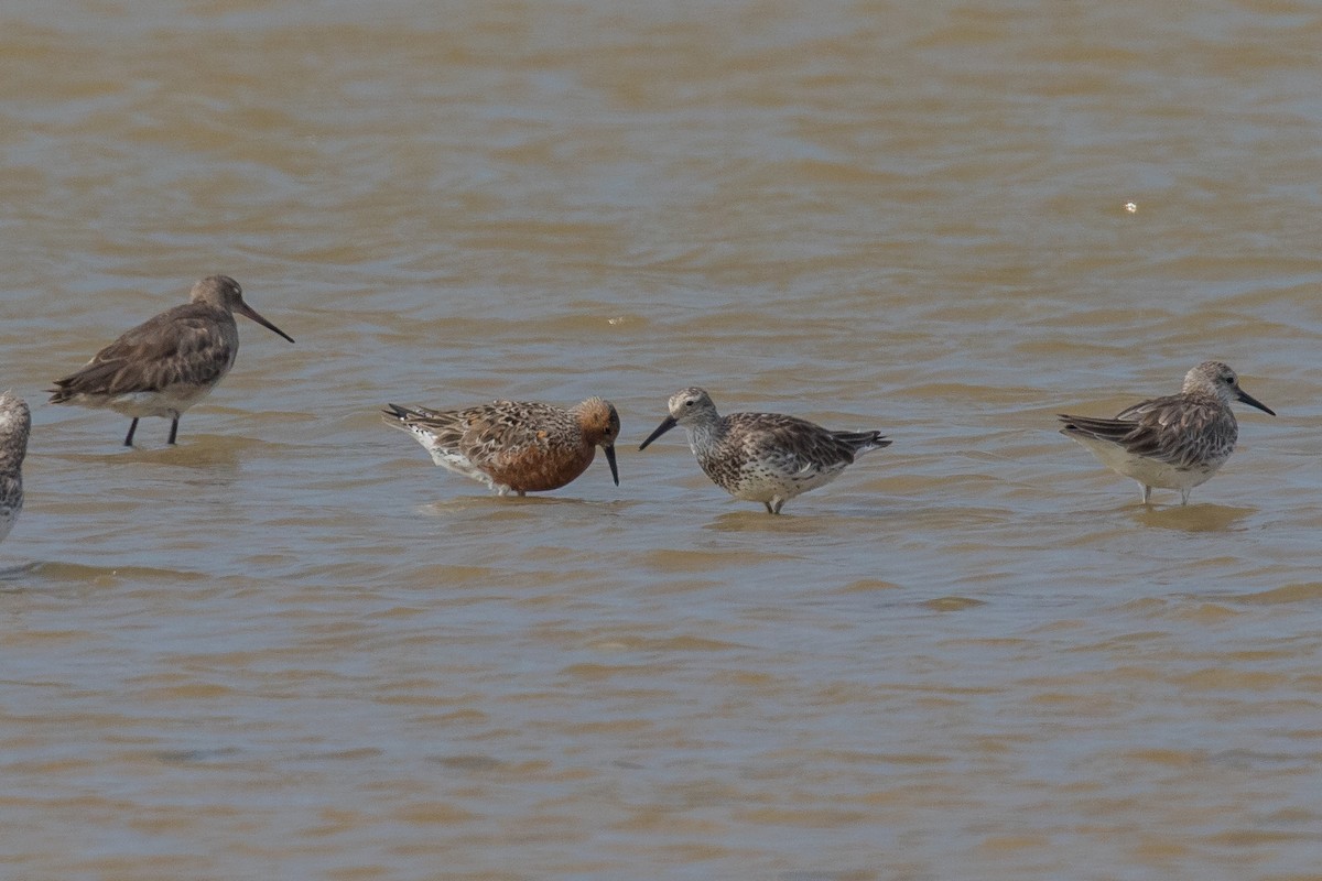 Red Knot - ML151119761