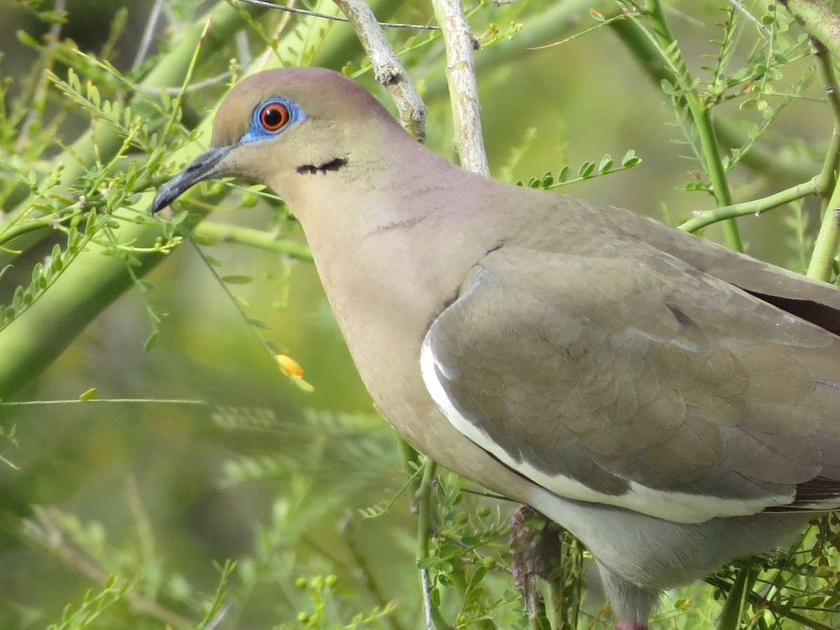 White-winged Dove - Larry Schmahl