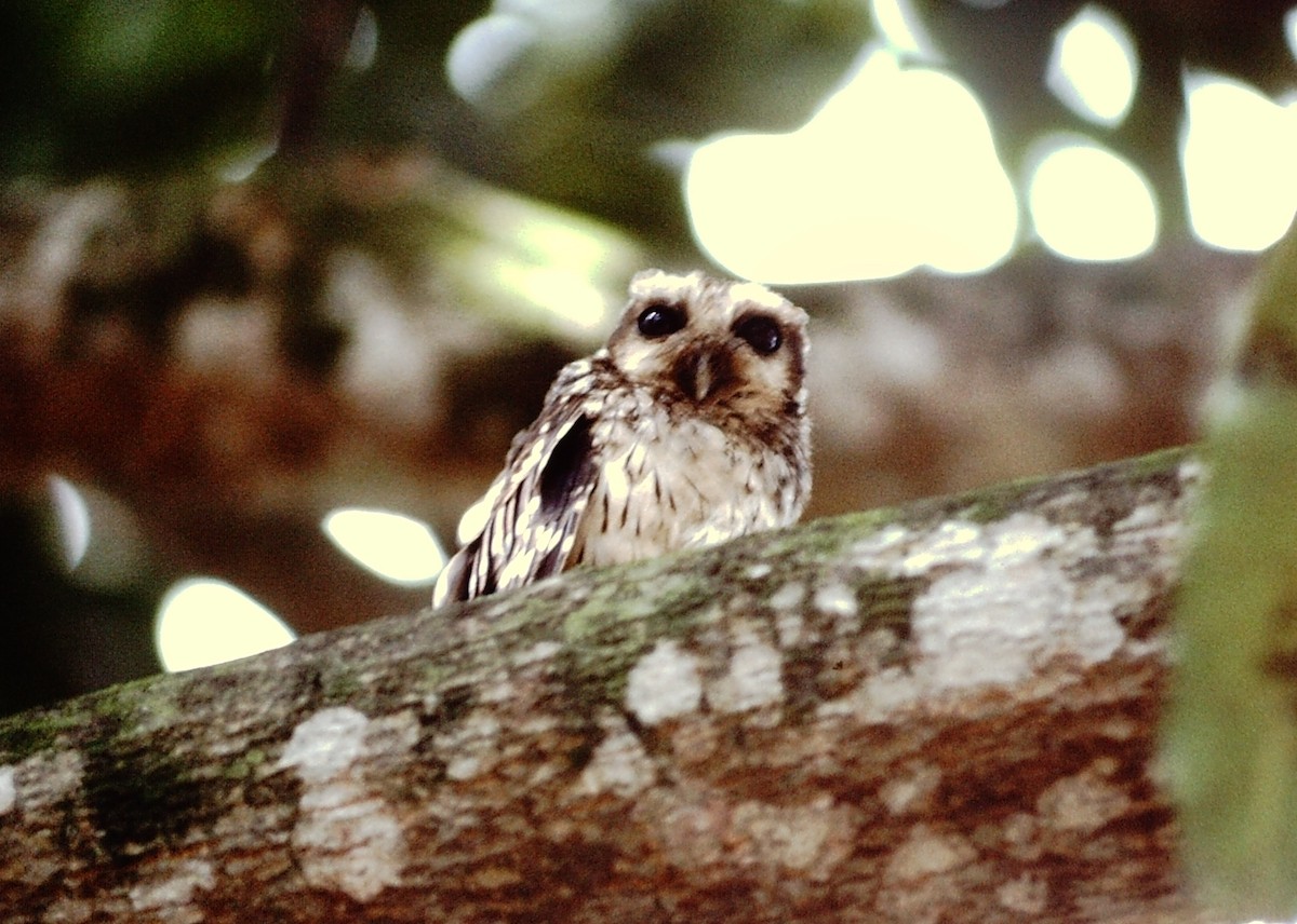 Bare-legged Owl - Scott  Connop