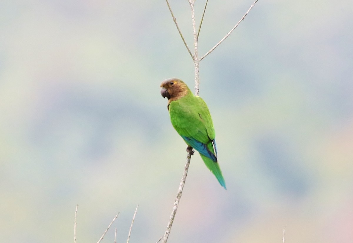 Brown-throated Parakeet - ML151121691