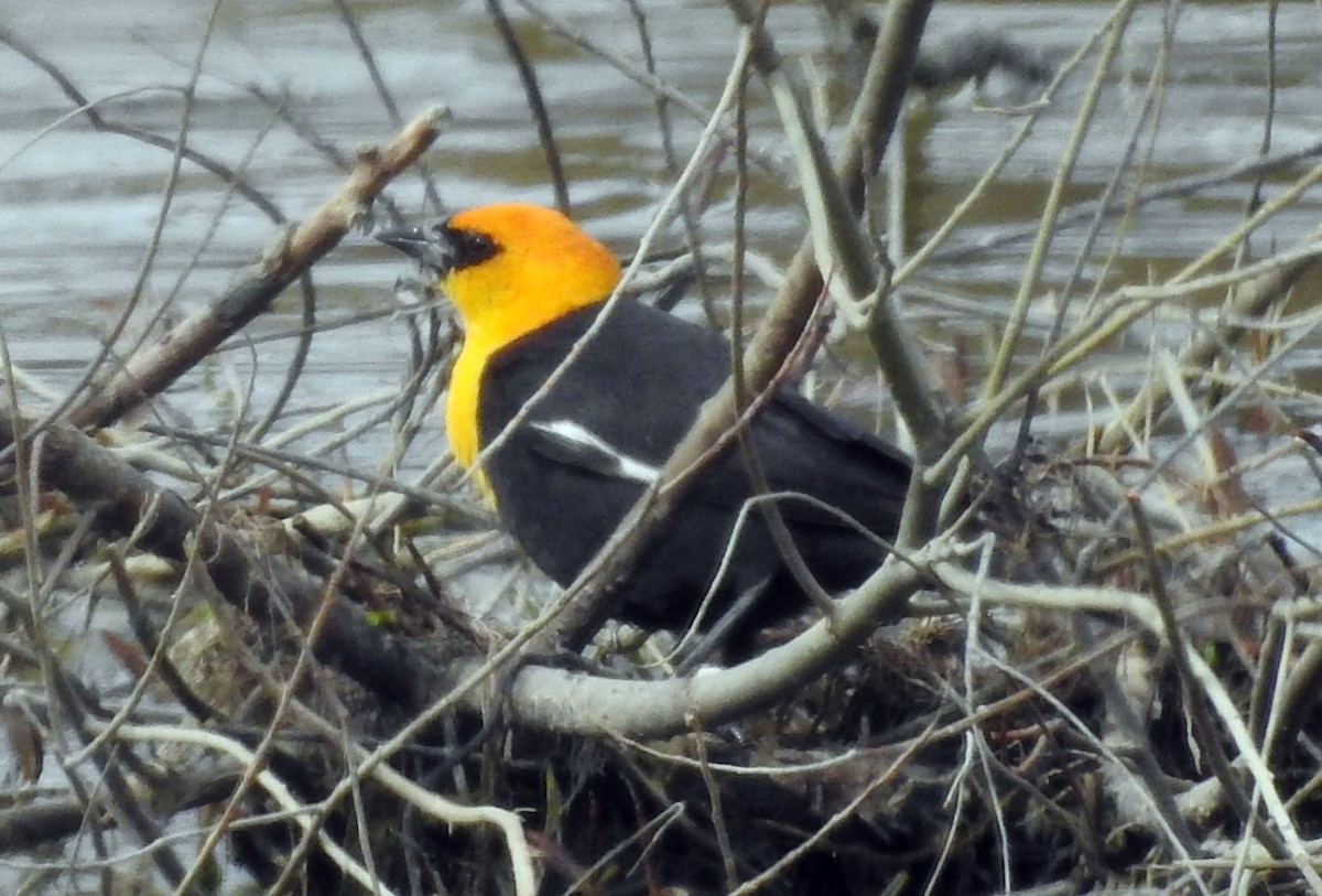 Yellow-headed Blackbird - ML151122441