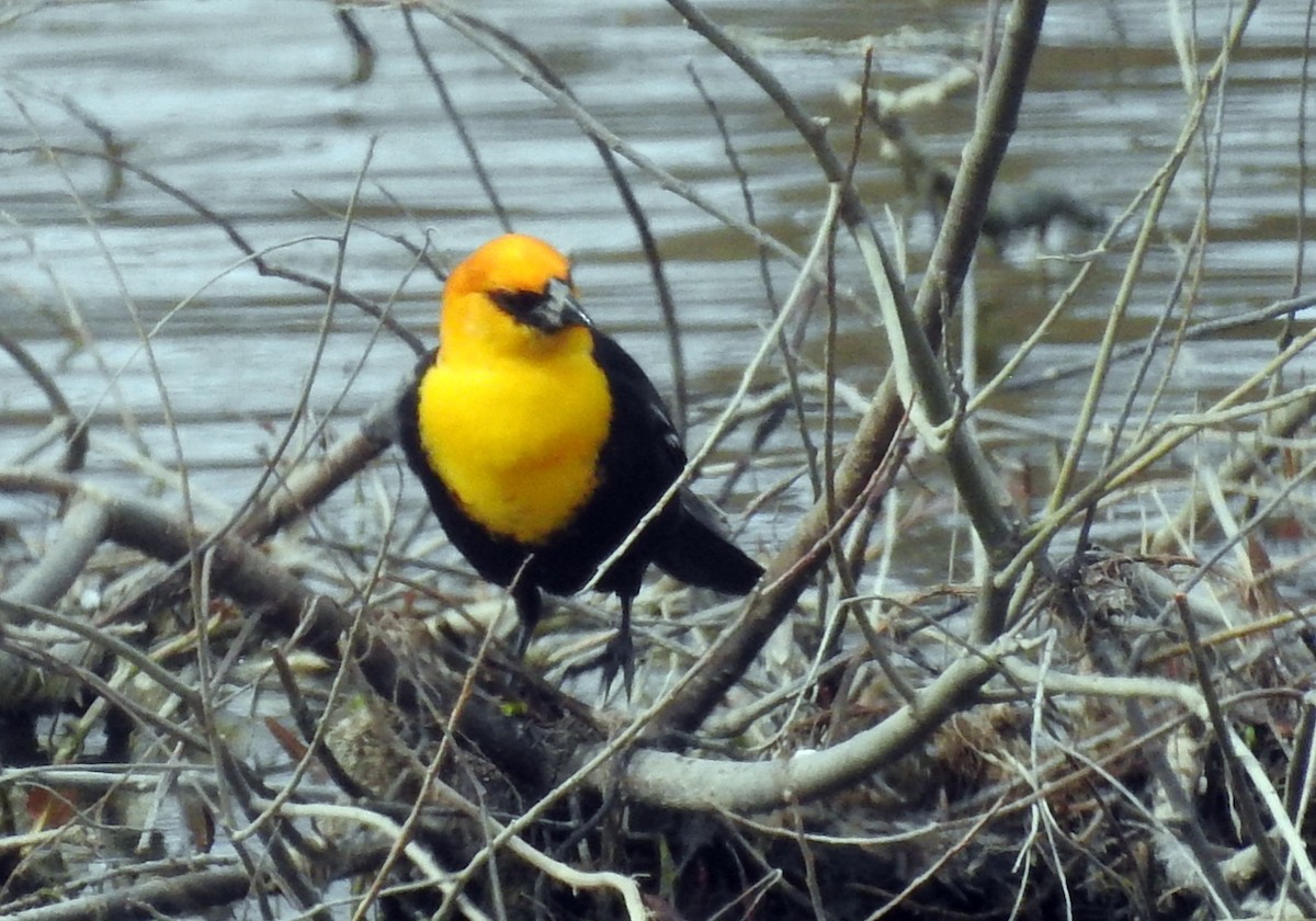 Yellow-headed Blackbird - ML151122451