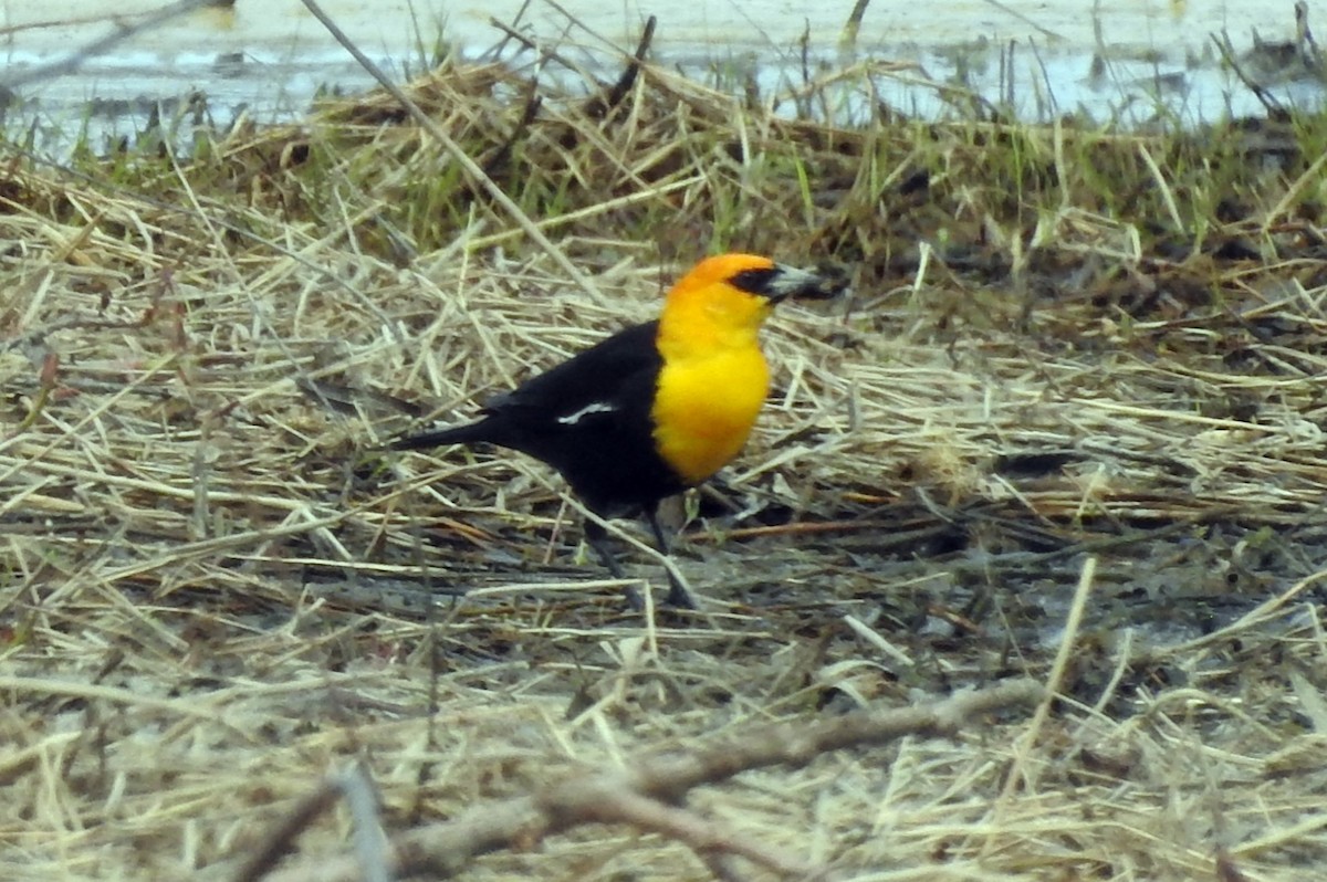 Yellow-headed Blackbird - ML151122461