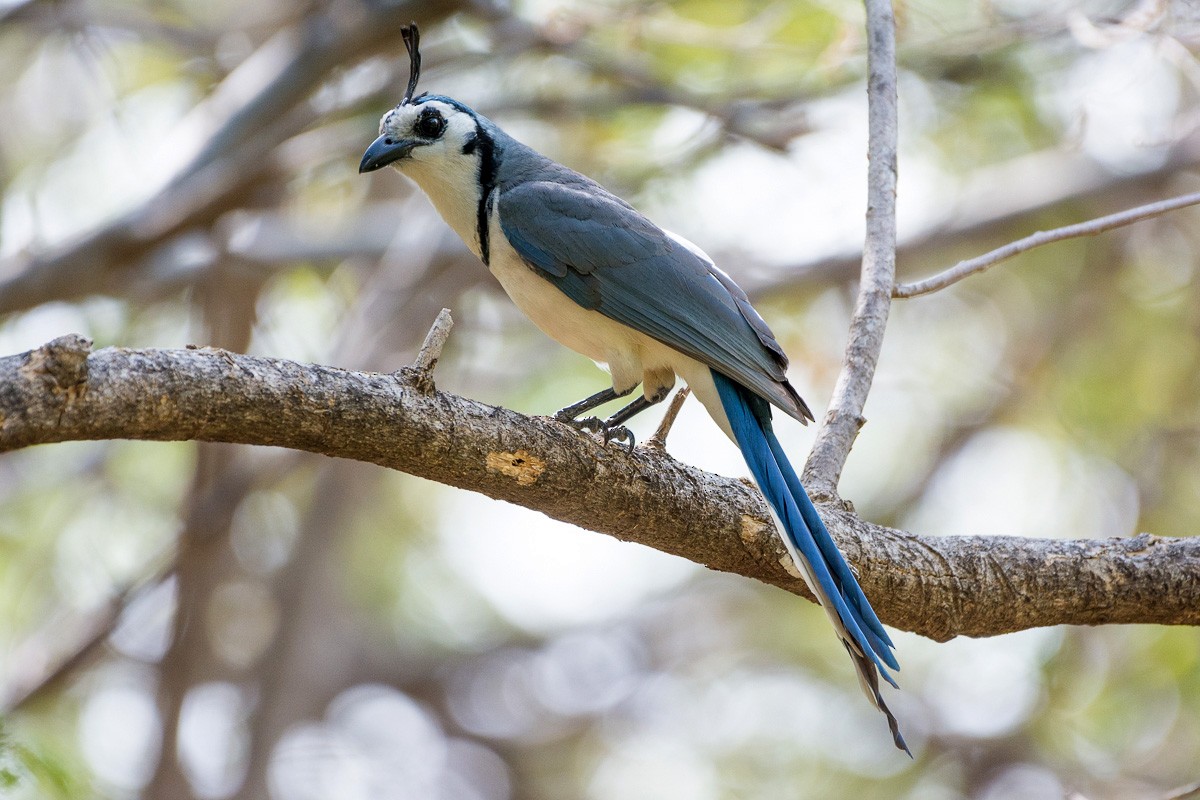 White-throated Magpie-Jay - ML151122471