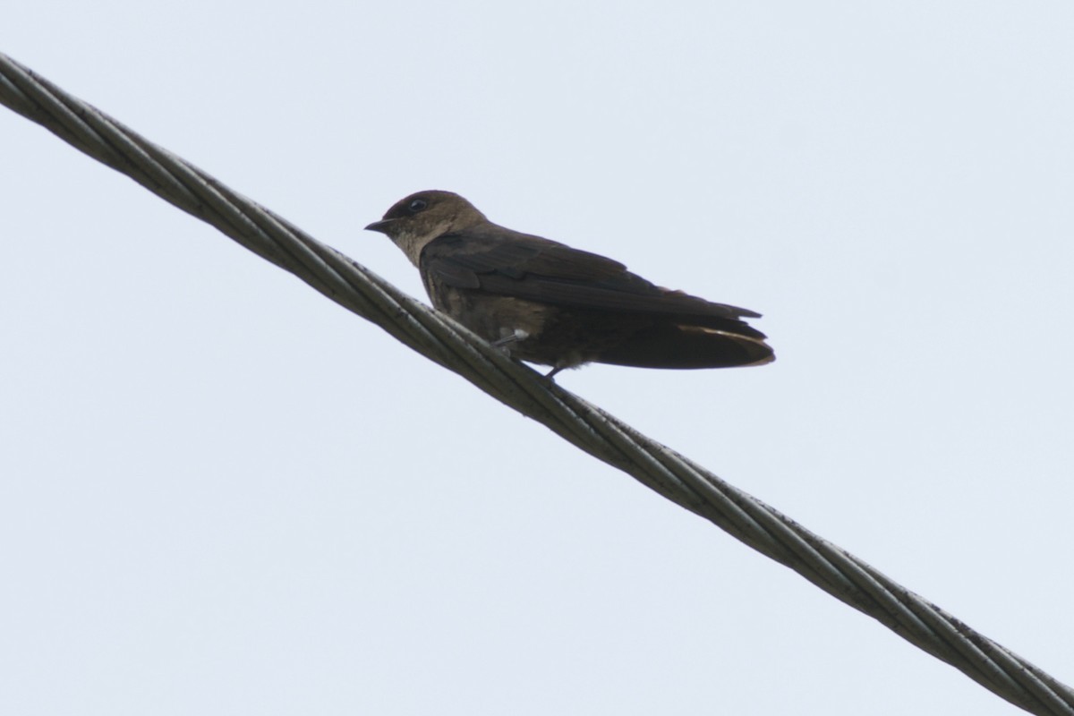 White-thighed Swallow - Jan Cubilla