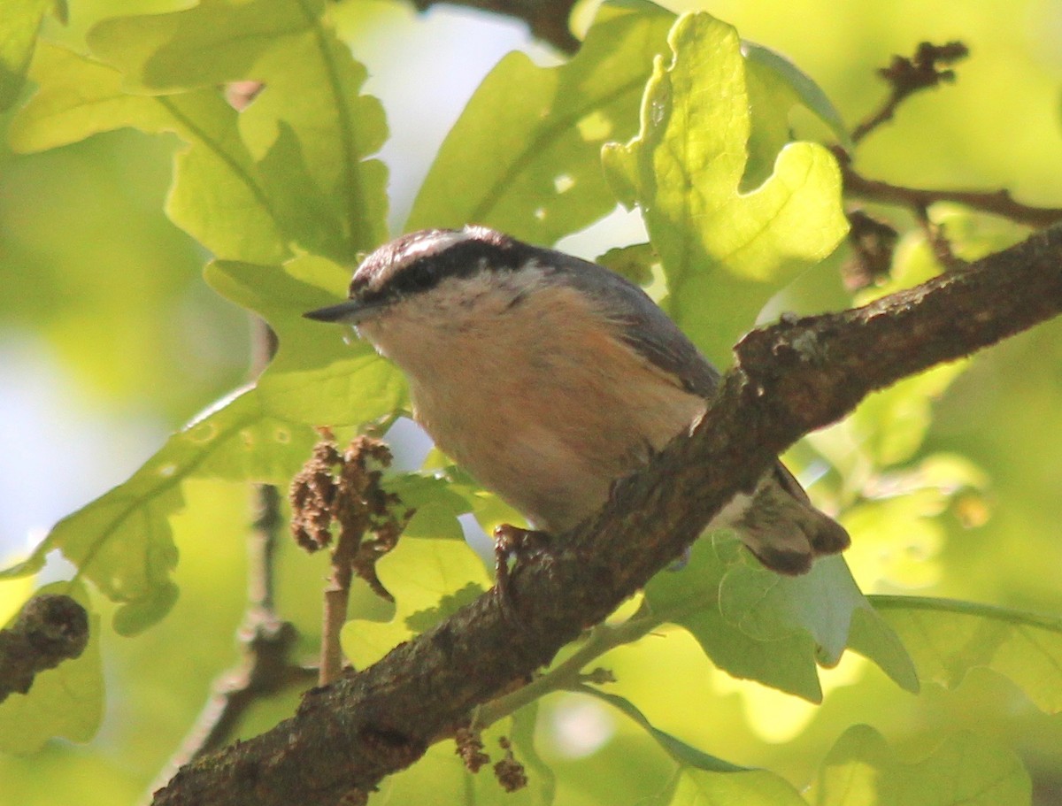 Red-breasted Nuthatch - David Brotherton, cc
