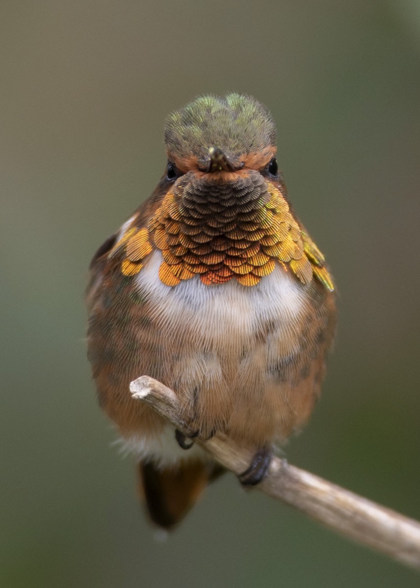 Scintillant Hummingbird - Guillermo  Saborío Vega