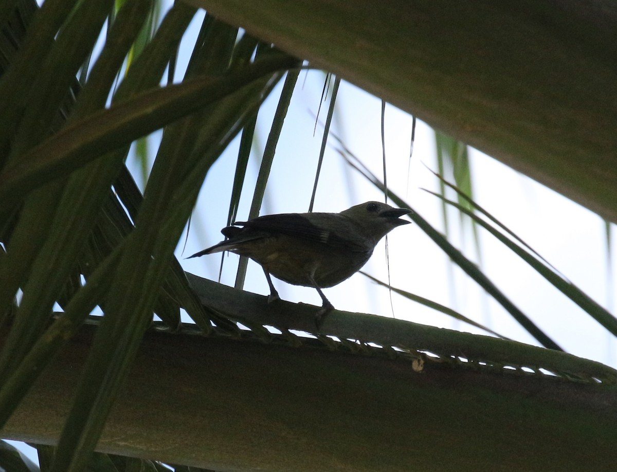 Palm Tanager - ML151133581