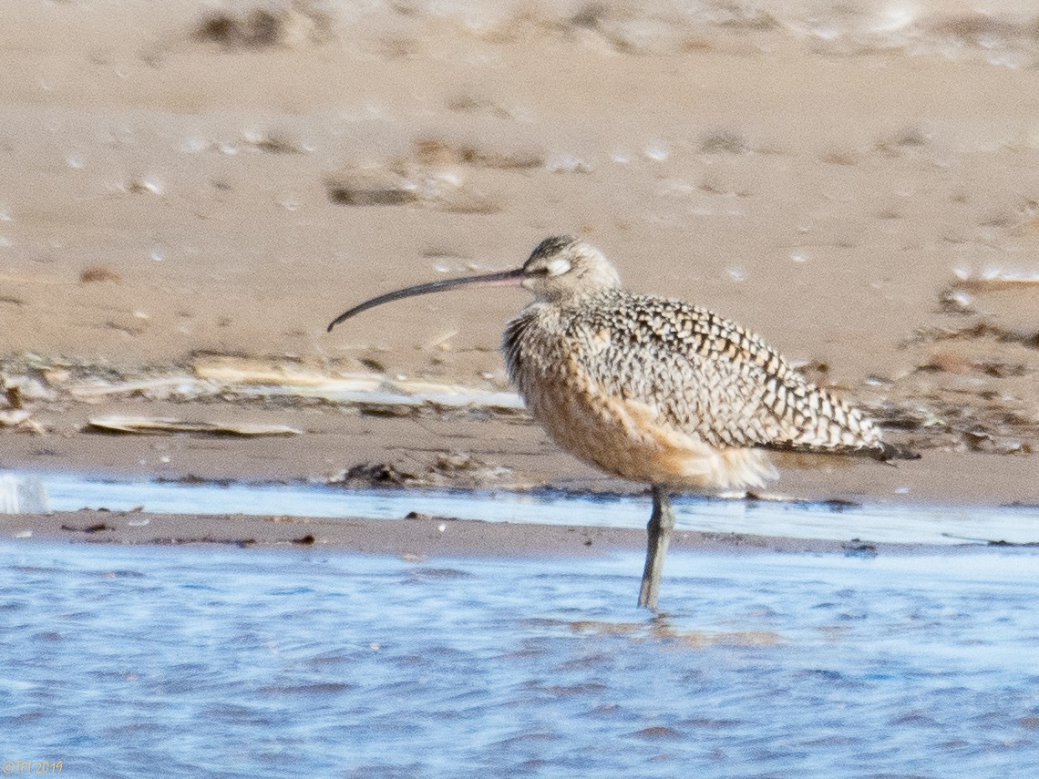 Long-billed Curlew - T I