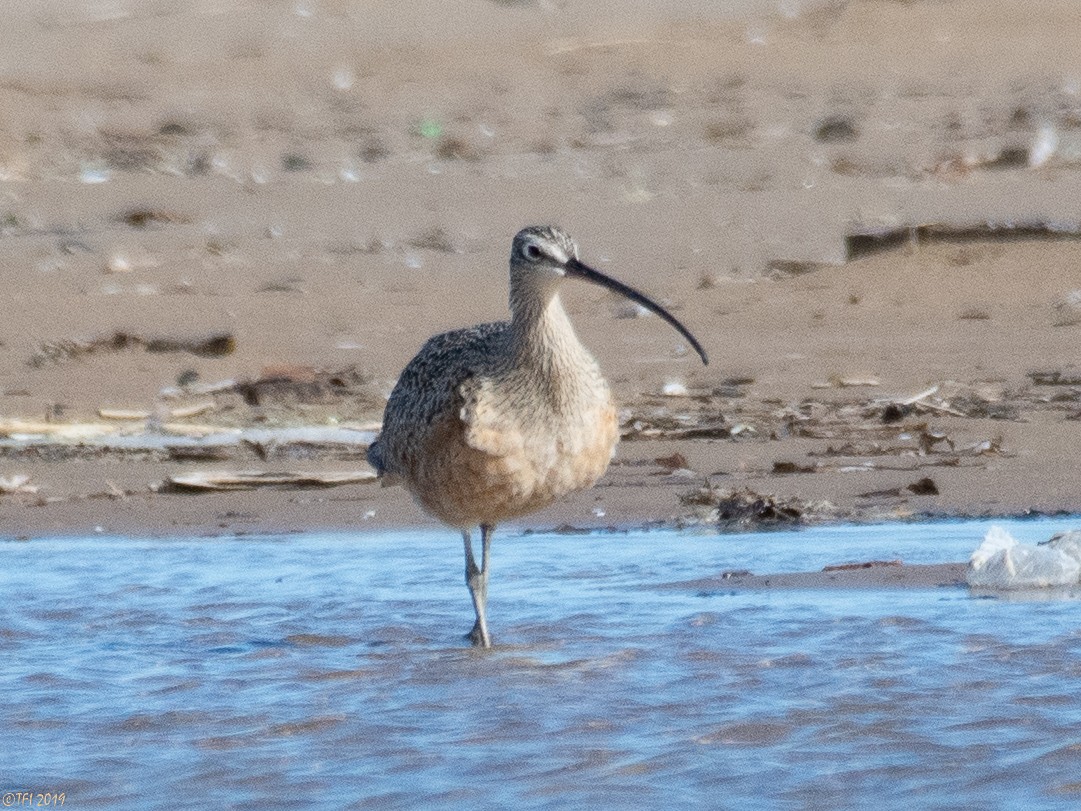 Long-billed Curlew - ML151135961