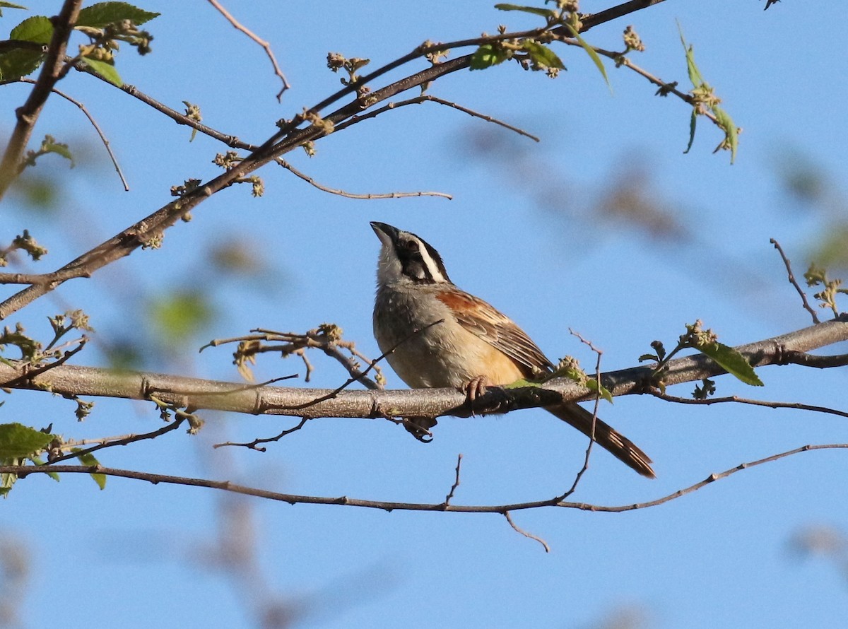 Stripe-headed Sparrow - ML151136531
