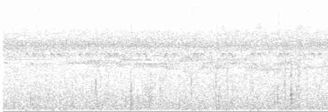 Gray-cheeked Warbler - ML151138751