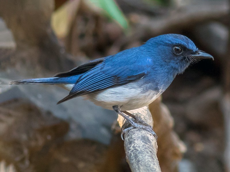 White-bellied Blue Flycatcher - eBird