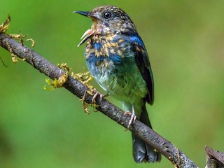  - White-bellied Blue Flycatcher