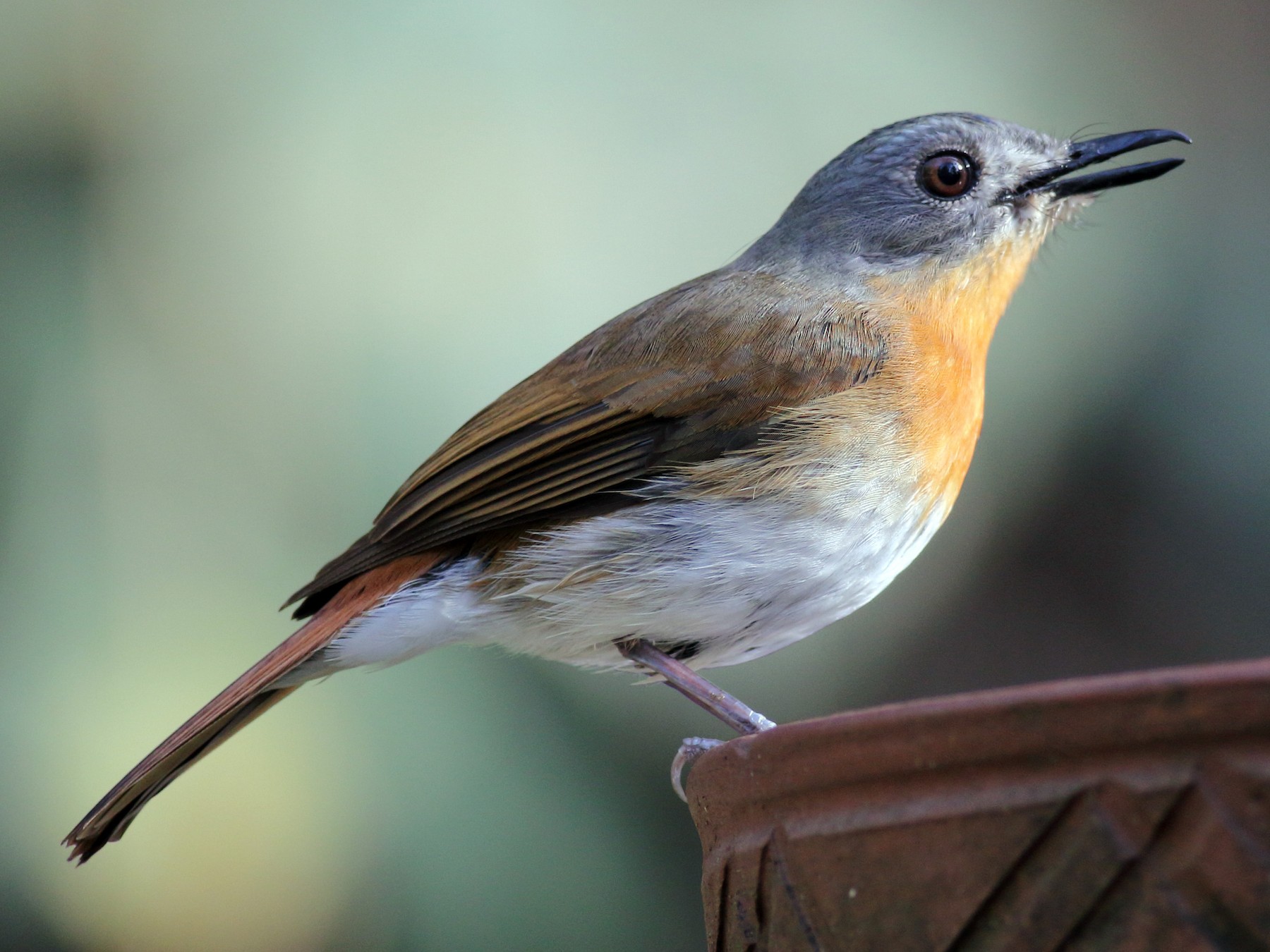 White-bellied Blue Flycatcher - Chinmay Rahane