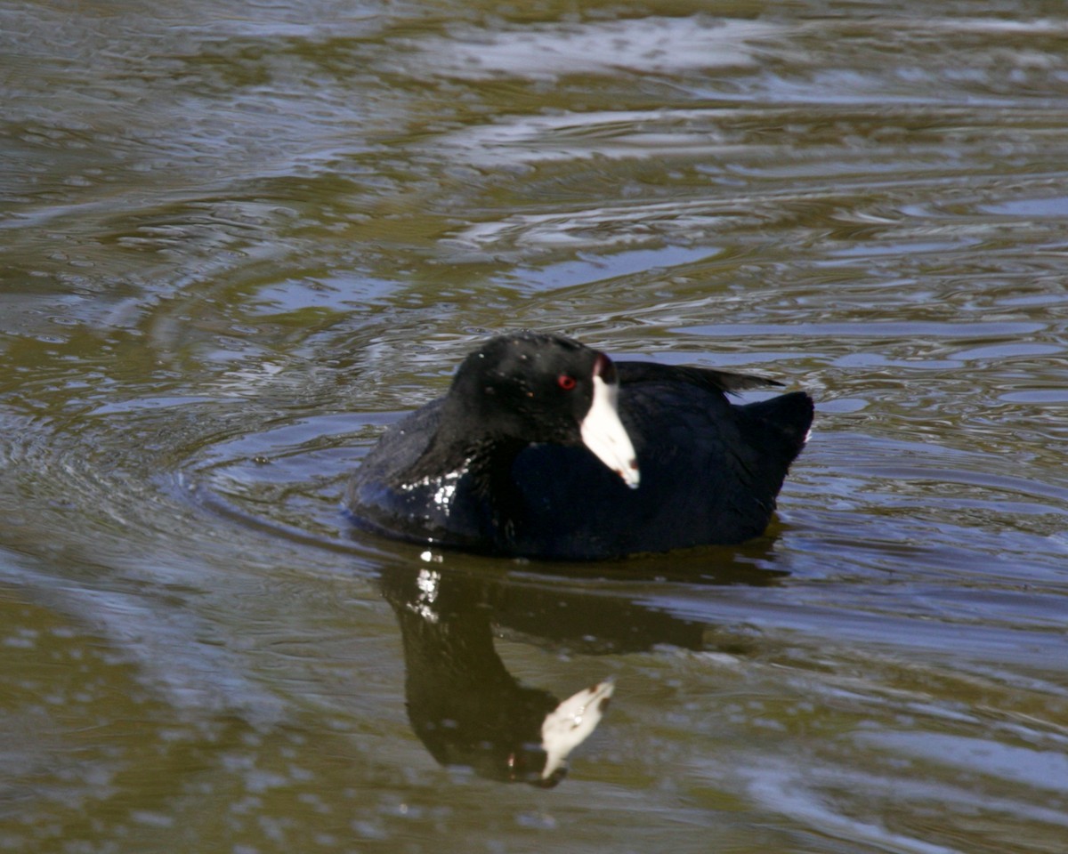 American Coot - Dave Bengston