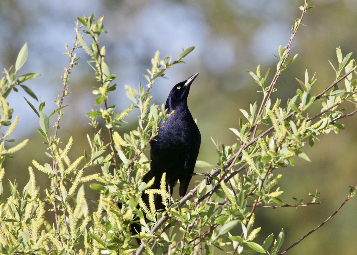 Great-tailed Grackle - Dave Bengston