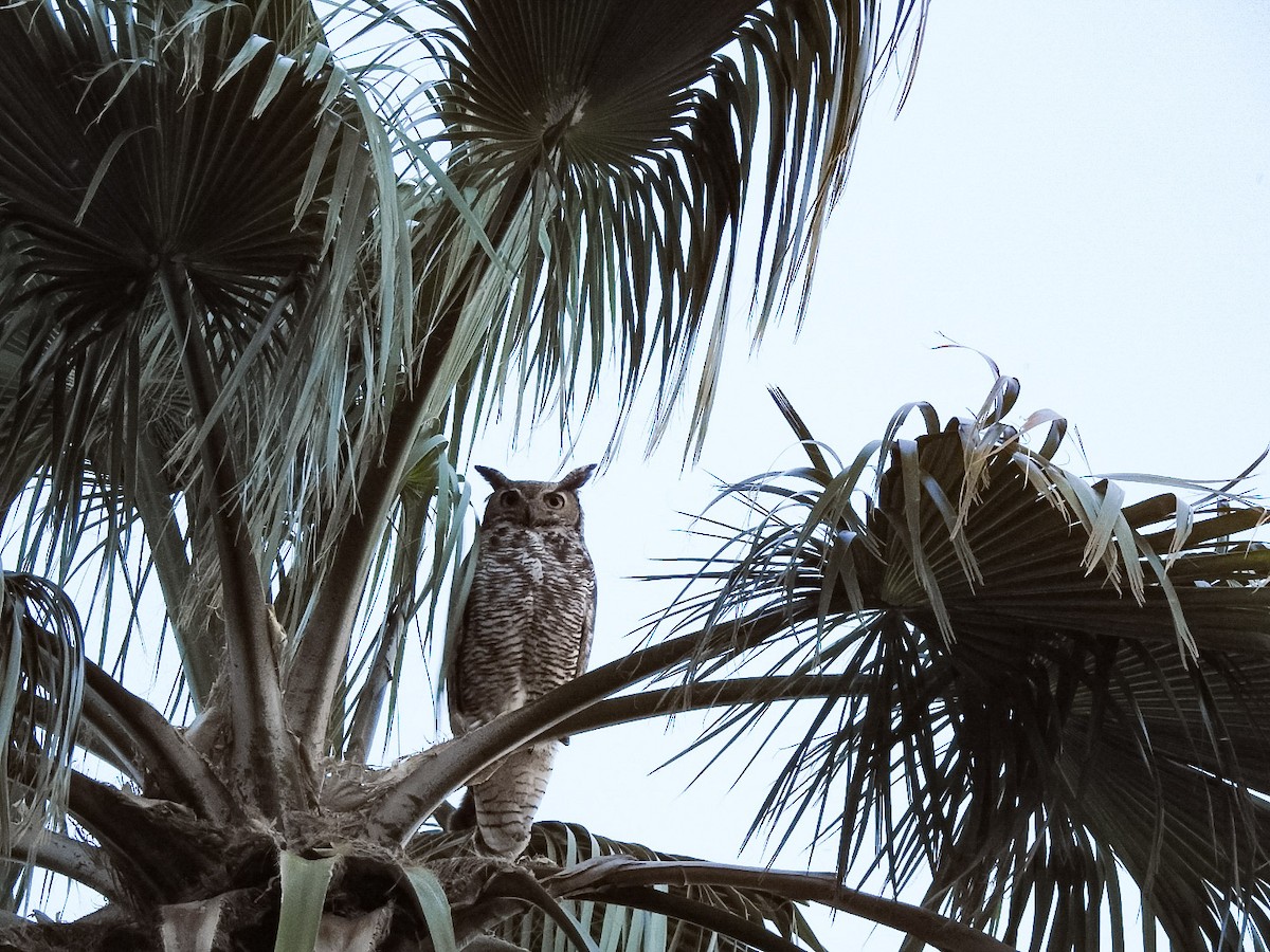 Great Horned Owl - H B³