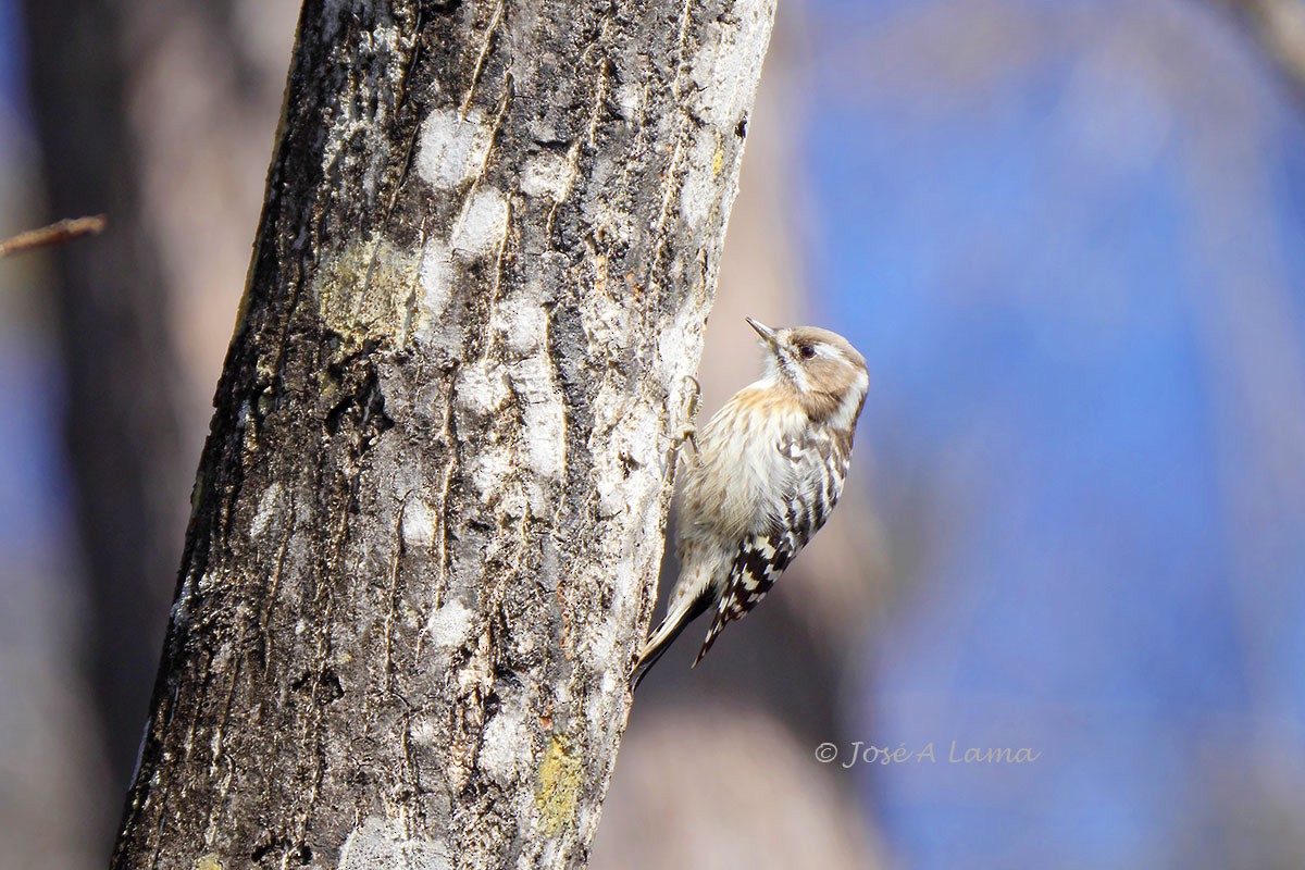 Japanese Pygmy Woodpecker - ML151142341