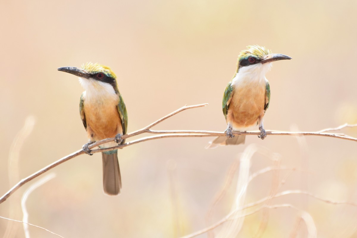 Somali Bee-eater - ML151142571