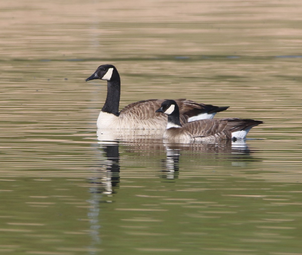 Cackling Goose - Pair of Wing-Nuts