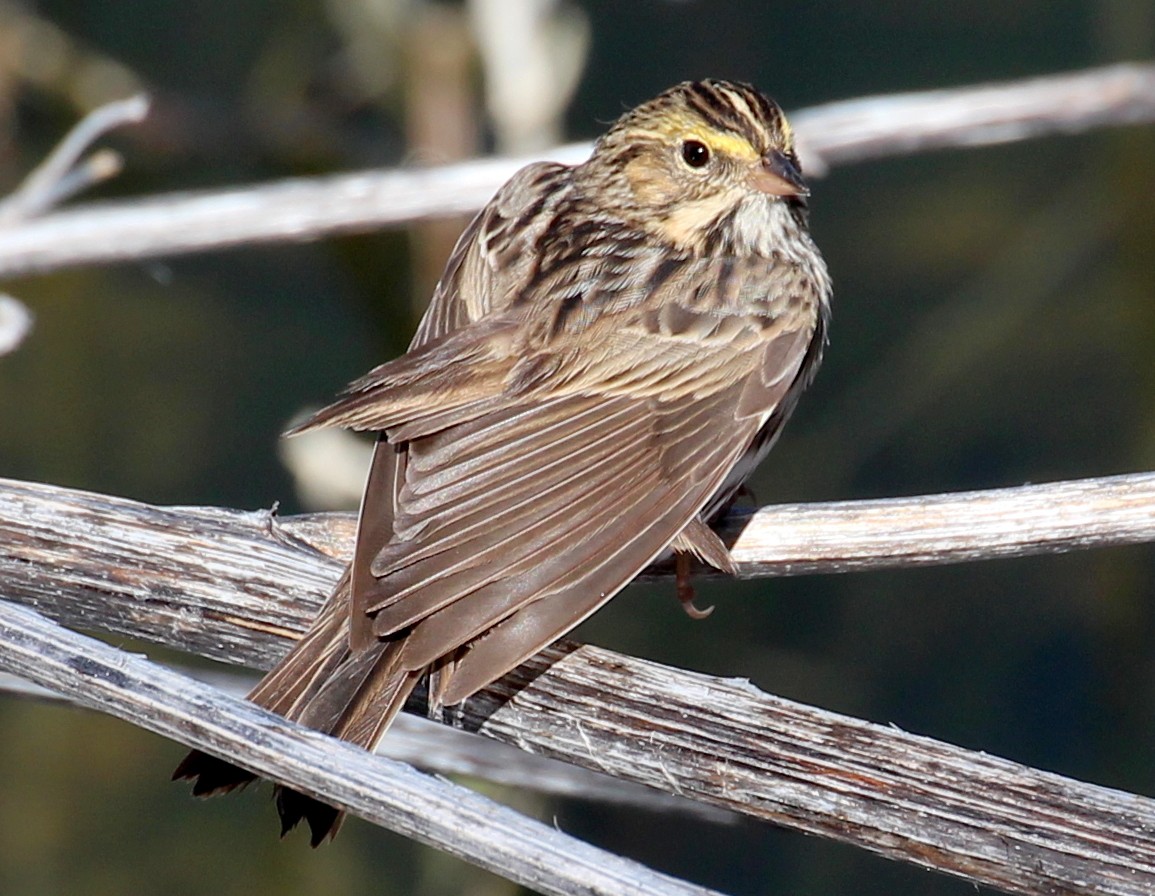 Savannah Sparrow (Savannah) - sam hough