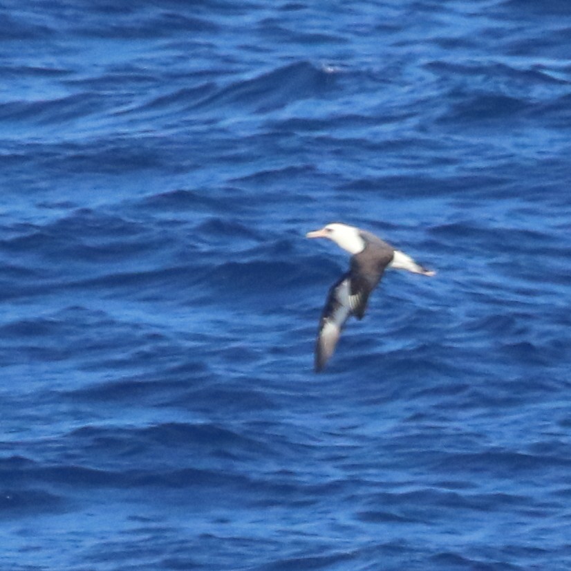 Laysan Albatross - Douglas Faulder
