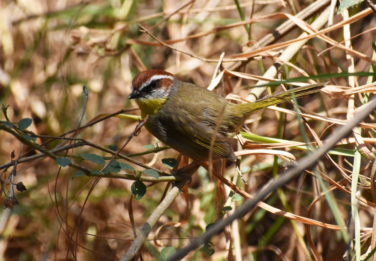 Rufous-capped Warbler - ML151143911