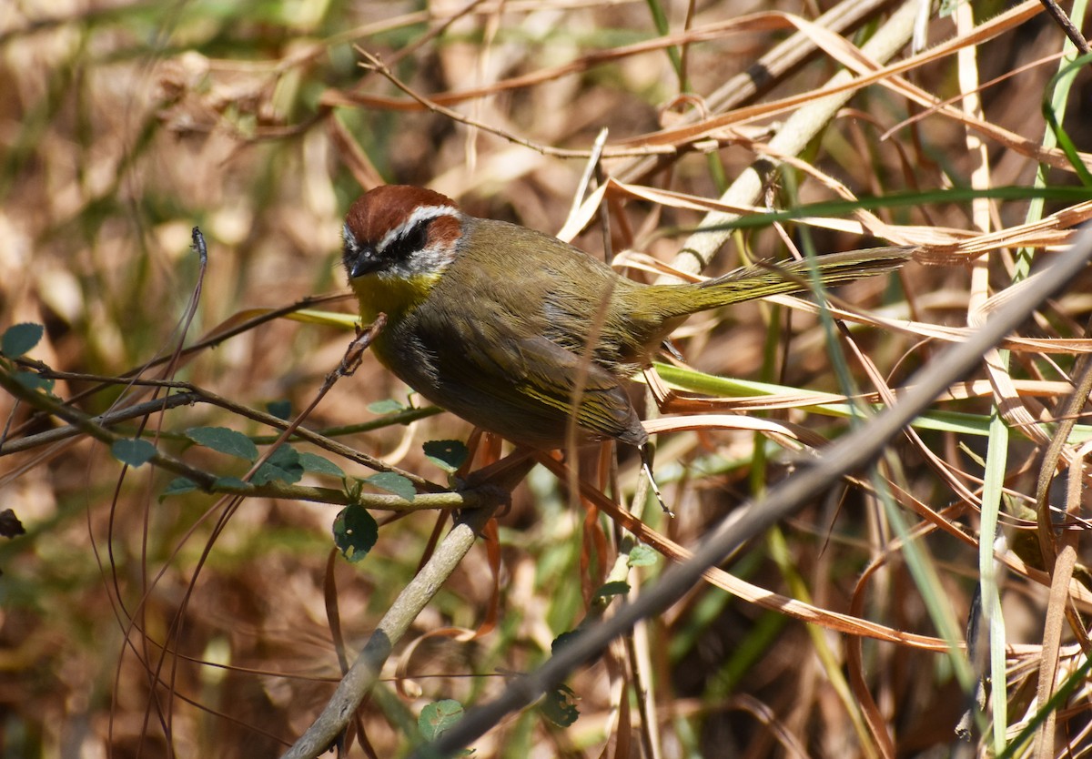 Rufous-capped Warbler - ML151144061