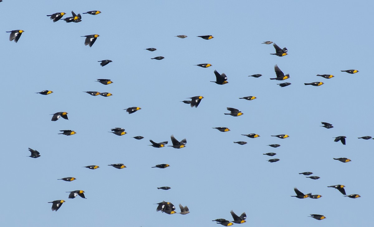 Yellow-headed Blackbird - Marky Mutchler