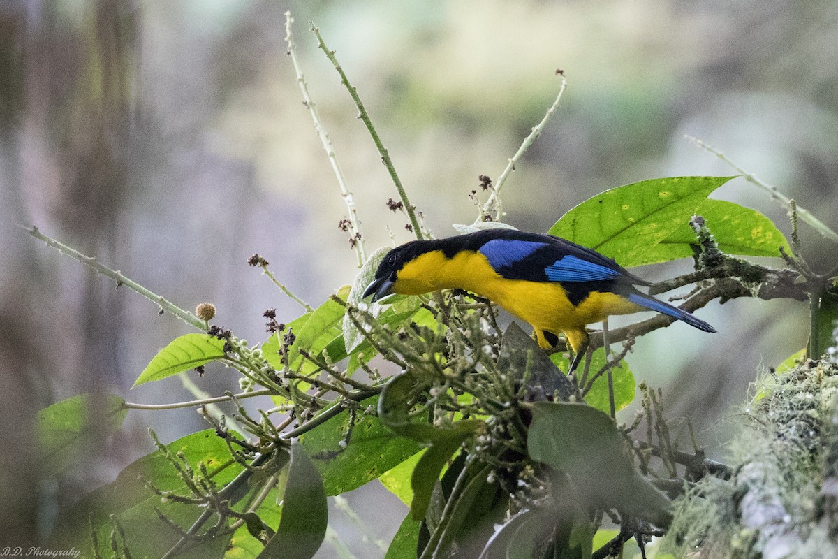 Blue-winged Mountain Tanager - Blair Dudeck