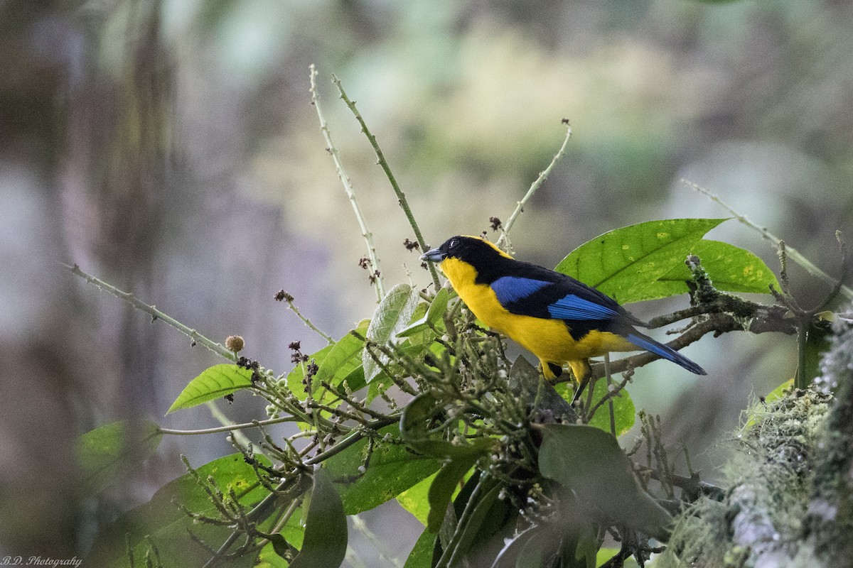 Blue-winged Mountain Tanager - Blair Dudeck