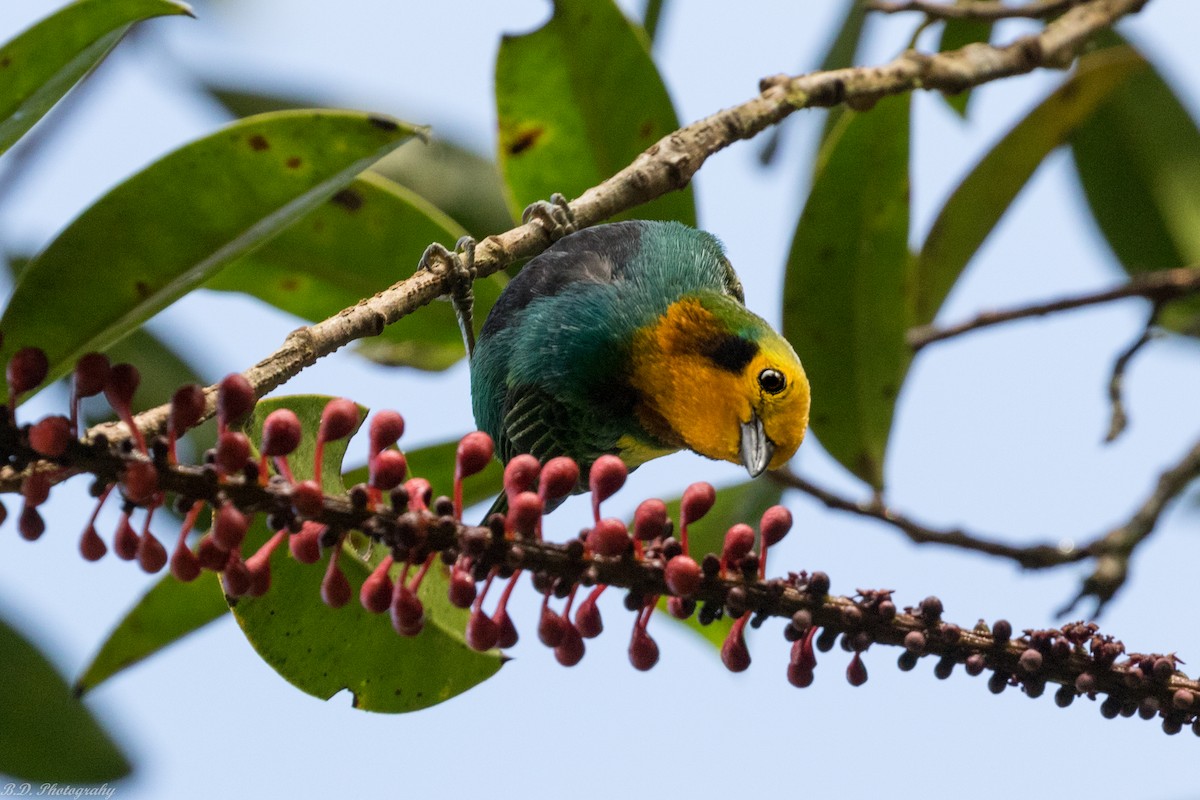 Multicolored Tanager - Blair Dudeck