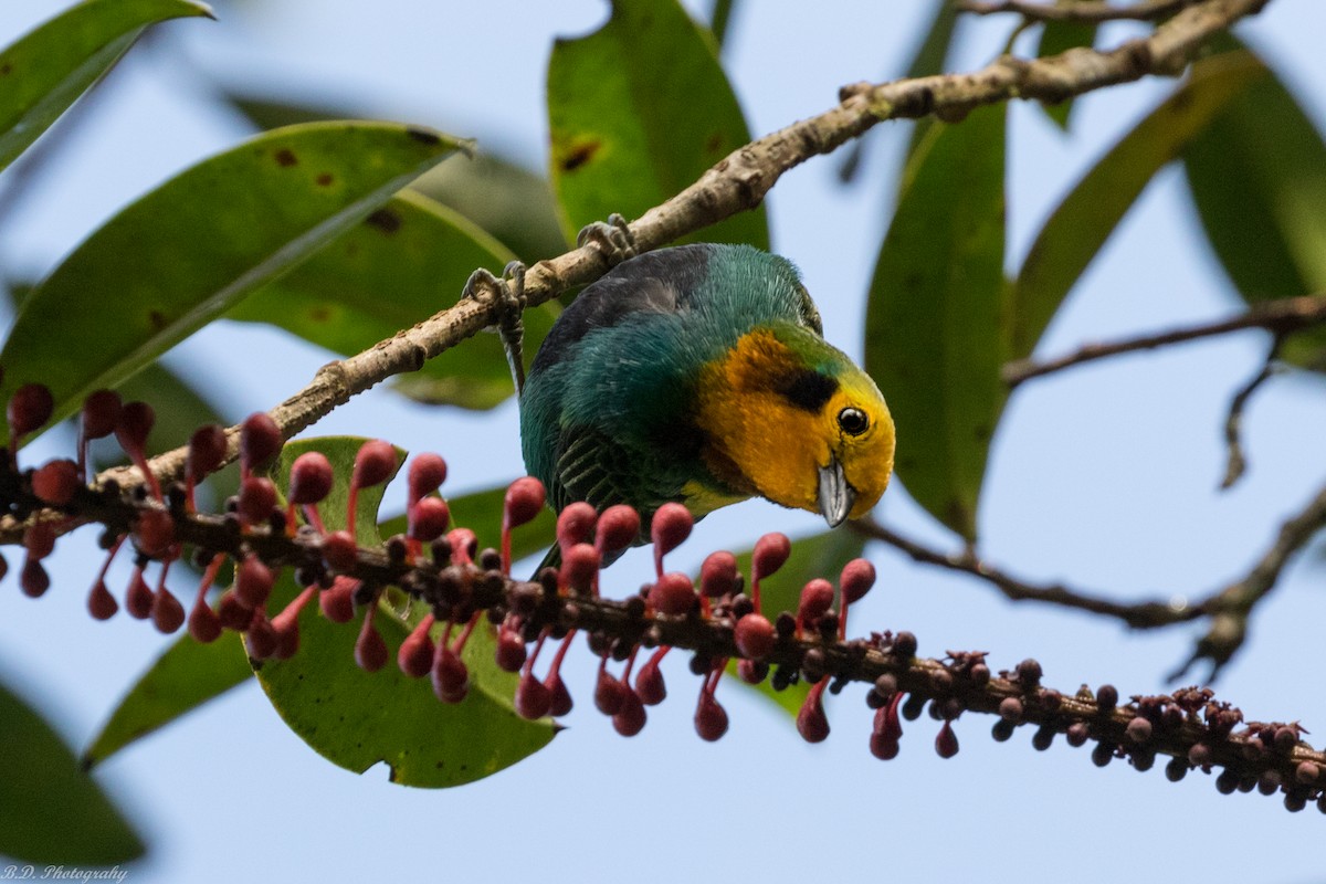 Multicolored Tanager - Blair Dudeck