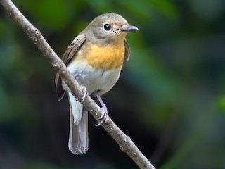  - Blue-throated Flycatcher