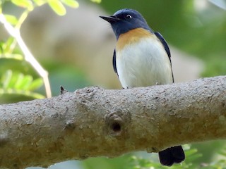  - Blue-throated Flycatcher