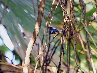  - Blue-throated Flycatcher