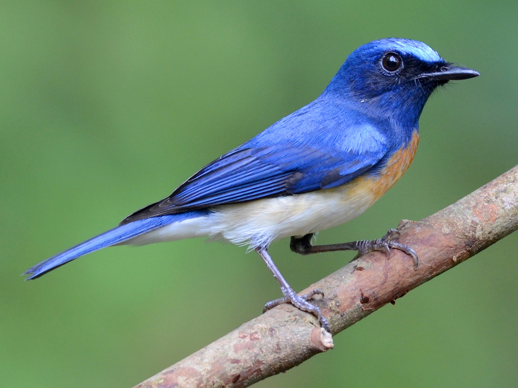 Blue-throated Flycatcher - Rajesh Mangal