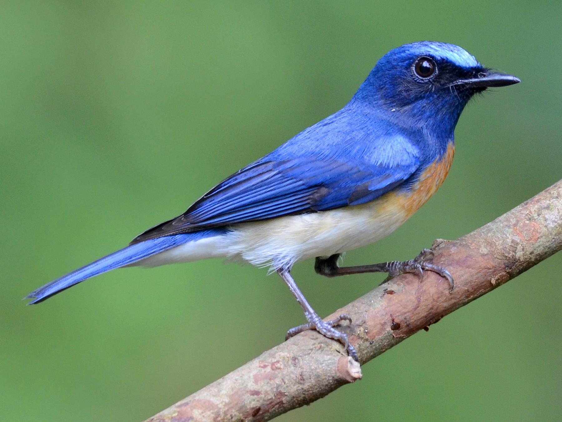 Blue flycatcher on sale