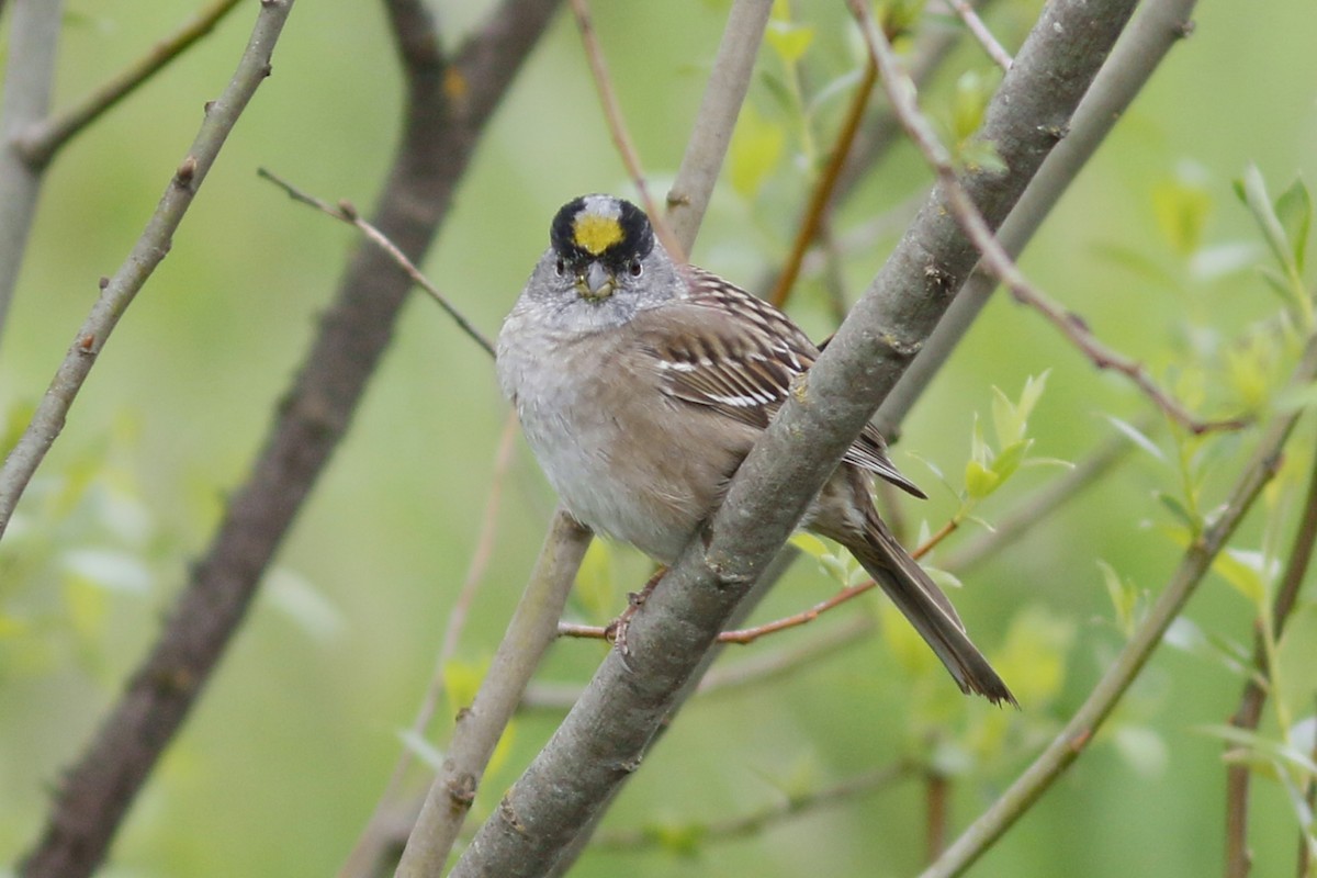 Golden-crowned Sparrow - John C Sullivan