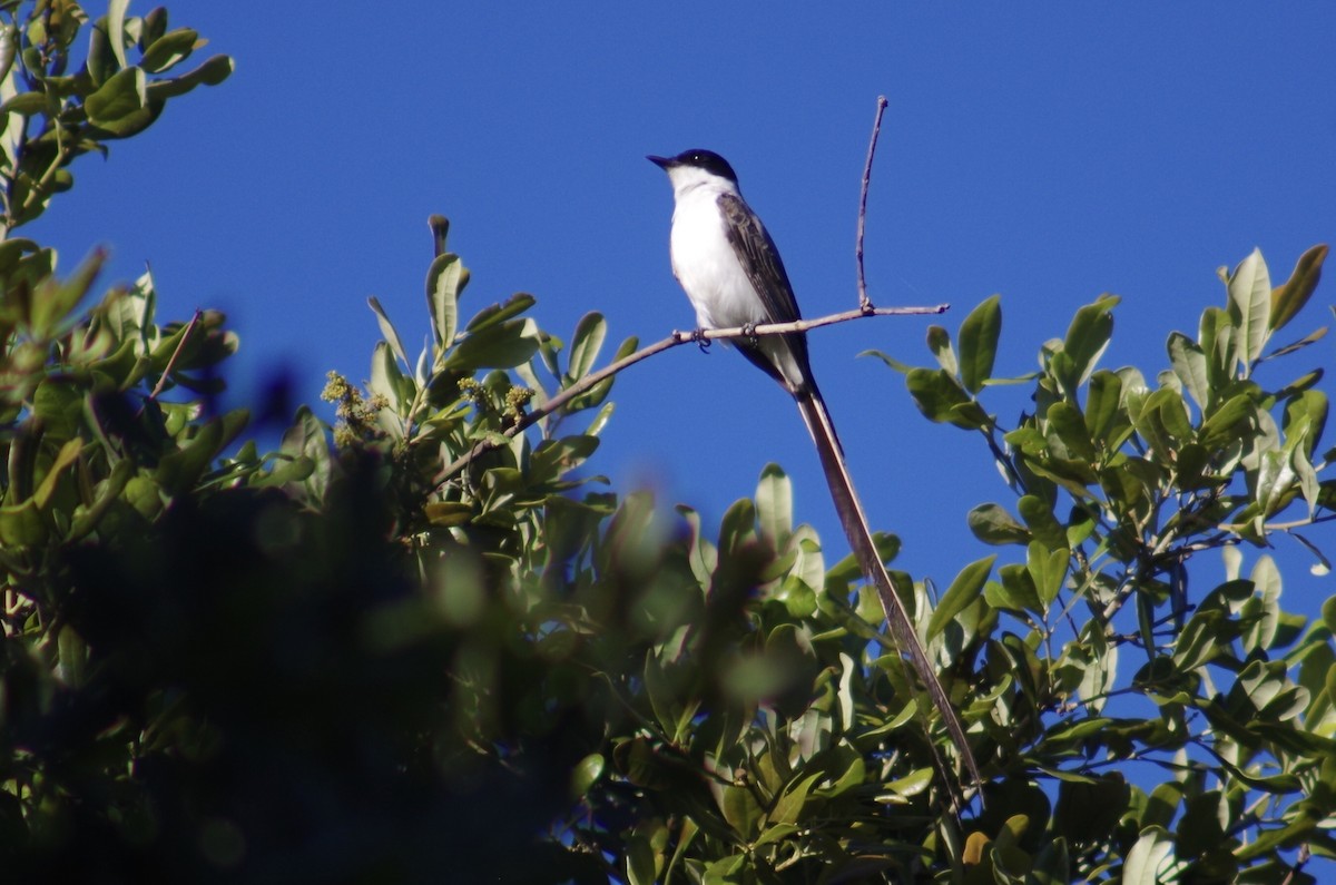 Fork-tailed Flycatcher - Kimberly Williams