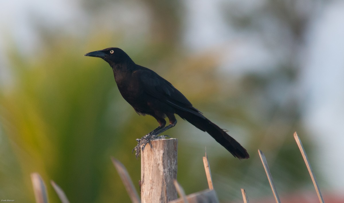 Great-tailed Grackle - ML151147461