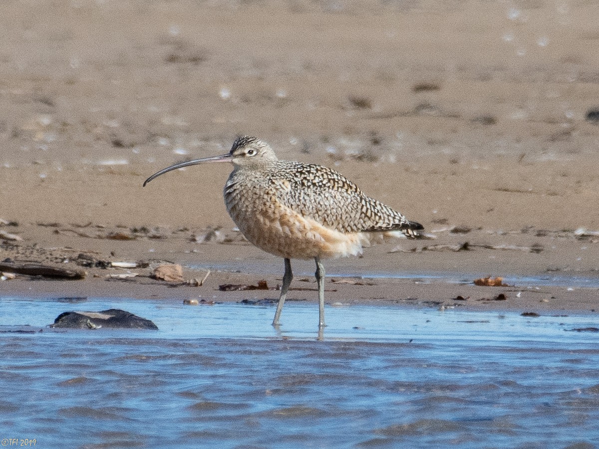 Long-billed Curlew - ML151147671