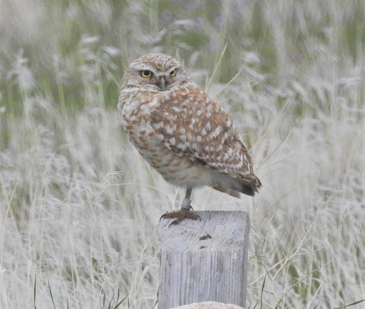 Burrowing Owl (Western) - 🦉Max Malmquist🦉