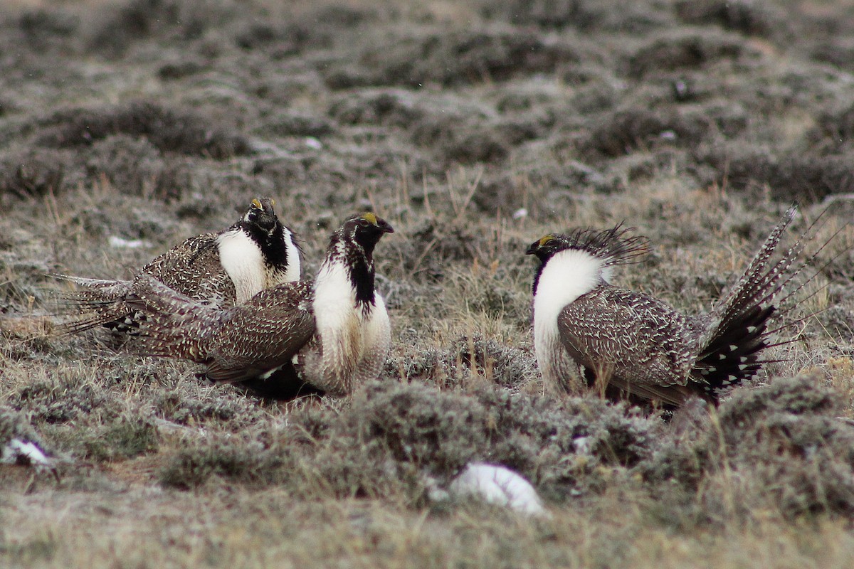 Greater Sage-Grouse - ML151148381