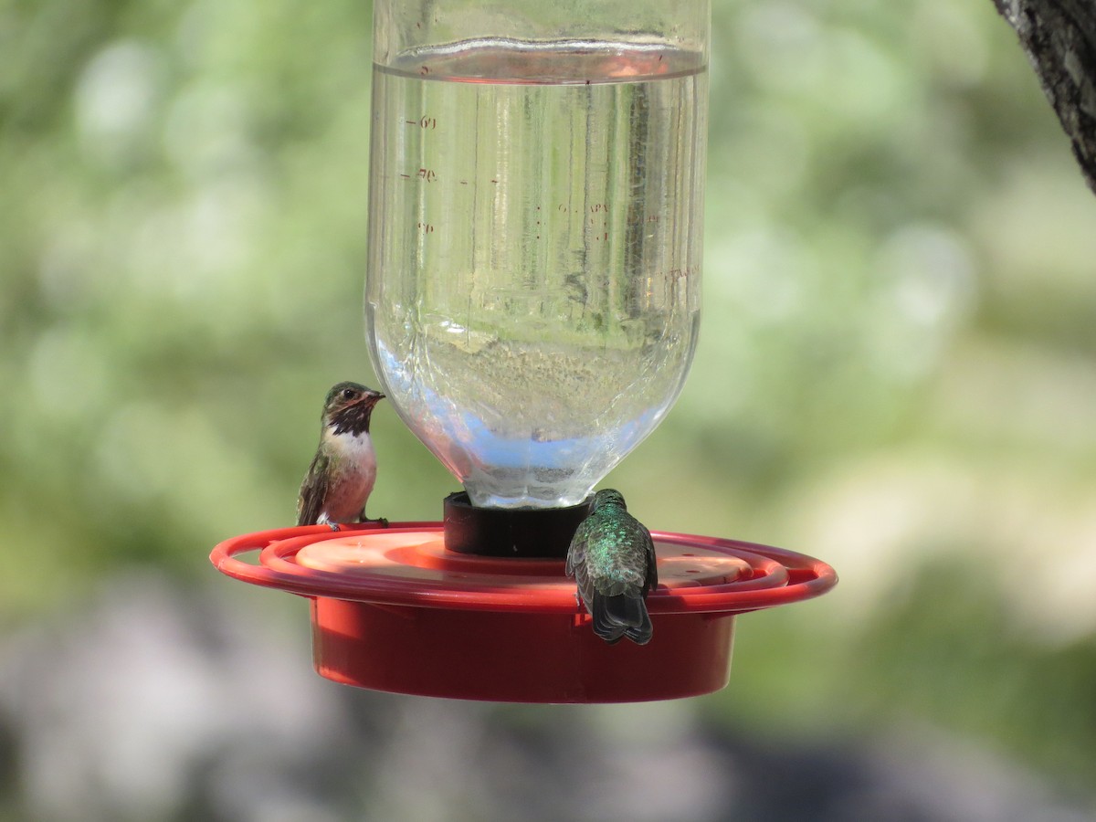 Calliope Hummingbird - Larry Schmahl