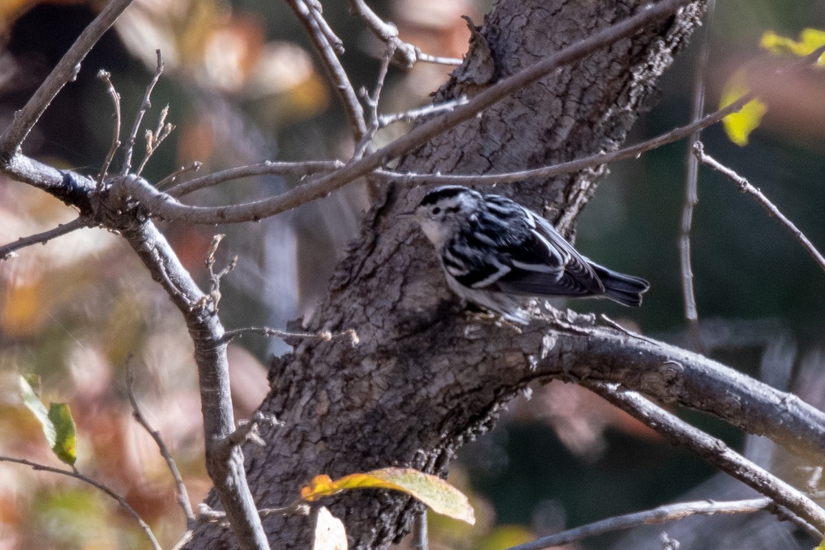 Black-and-white Warbler - Bob Hasenick