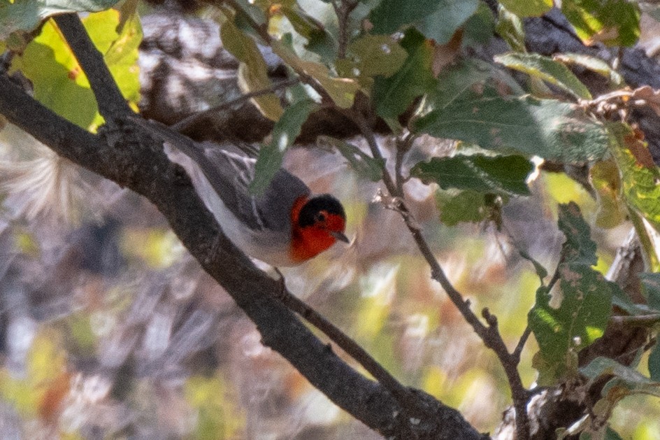 Red-faced Warbler - Bob Hasenick