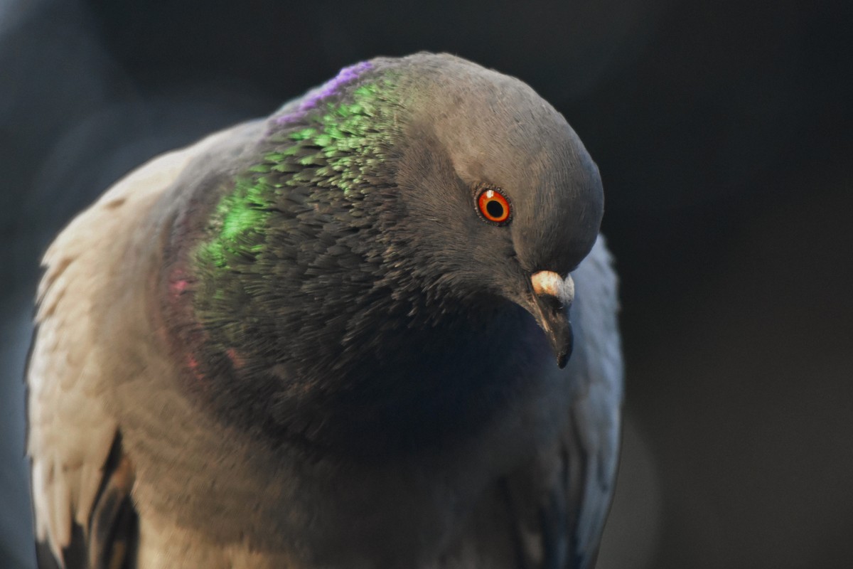 Rock Pigeon (Feral Pigeon) - Sara Newman