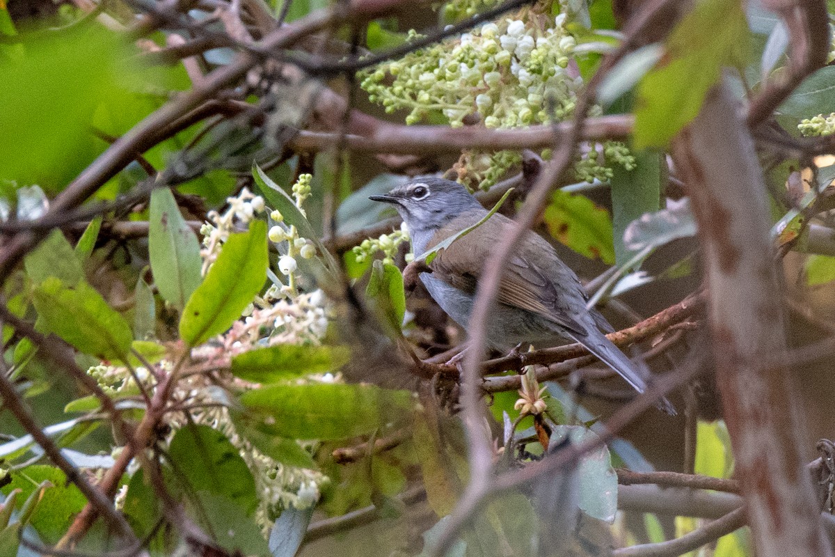 Brown-backed Solitaire - Bob Hasenick